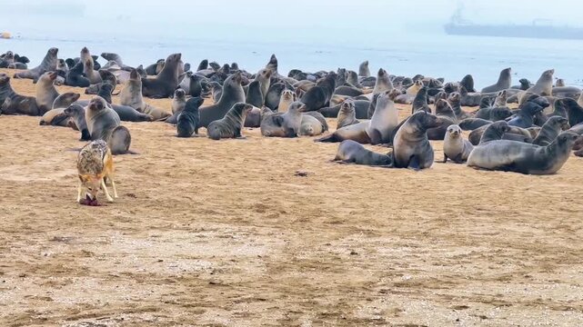 Jackals Competing for Food Among Cape Fur Seals, Skeleton Coast, Namibia