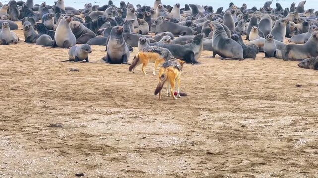 Jackals Competing for Food Among Cape Fur Seals, Skeleton Coast, Namibia