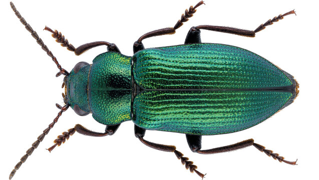 Metallic green beetle with segmented antennae and legs, isolated on transparent background