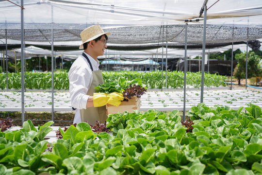 A man wearing a hat and apron is carrying a basket of greens
