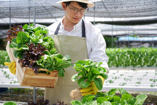 A man wearing a hat and apron is holding a basket of greens