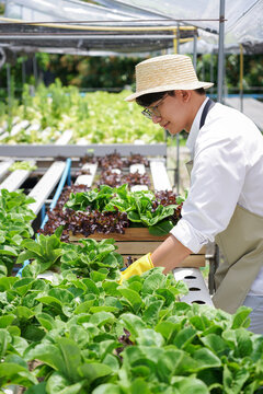A man in a hat and apron is tending to a garden of green plants