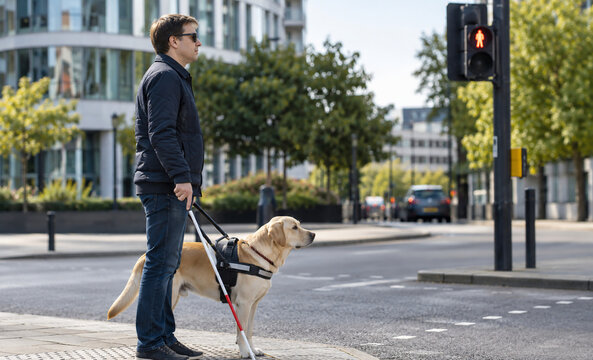 Guide Dog Stopping Handler at Street Kerb Edge for Safe Crossing