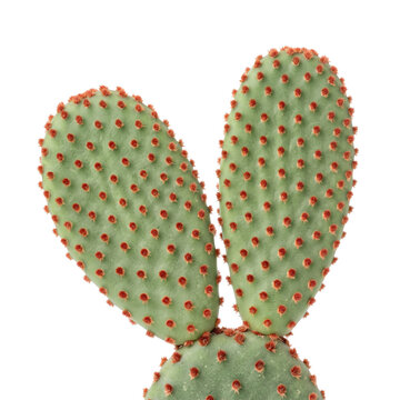 Bunny Ear Cactus Pad Isolated
