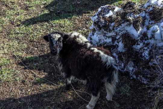 Baby Yak in Dingboche Village