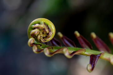 Macro close up of curling green fern frond in forest © chris