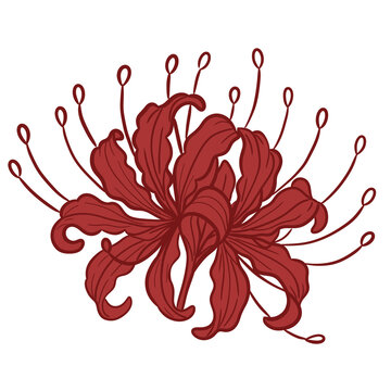 Red spider lily flower illustration lycoris radiata on white background