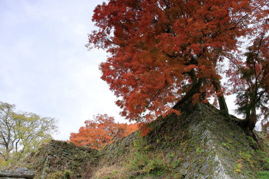 竹田市の城跡の秋
