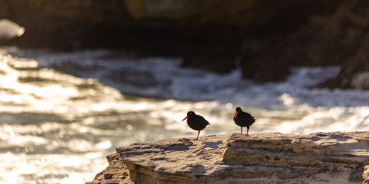 oyster catcher birds, Walker Bay Nature Reserve, South Africa at sunset