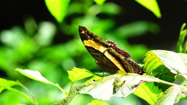A colorful butterfly resting on a green leaf in a lush garden environment. Beautiful tropical insect, detailed wings, natural sunlight, wildlife macro shot, and summer garden concept.
