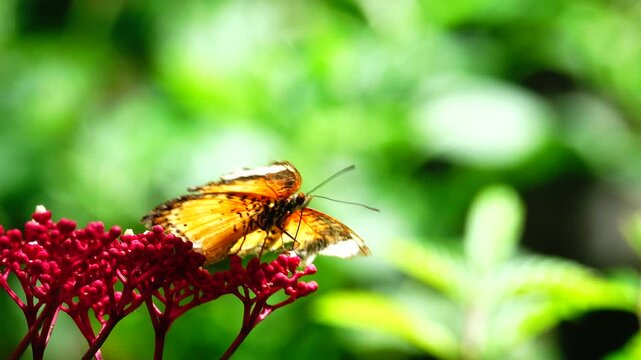 A colorful butterfly resting on a green leaf in a lush garden environment. Beautiful tropical insect, detailed wings, natural sunlight, wildlife macro shot, and summer garden concept.