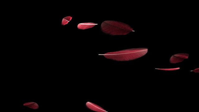 Gentle breeze sending red feathers drifting on transparent backdrop, rotating and creating depth