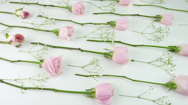 Pink roses isolated on white background.