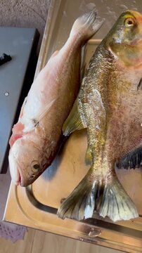 Tambaqui pesca Araguaia 