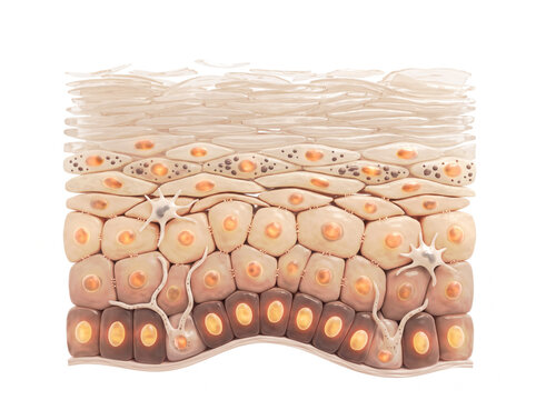 Epidermis structure. Skin anatomy. Cells and layers of a human skin epithelium. Cross section of the epidermis.