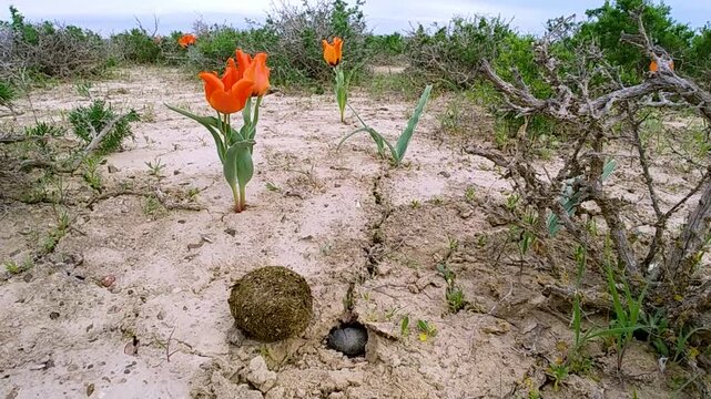 Dung Beetle (Synapsis tmolus) rolling and burying a ball of dung into a hole; argillaceous sagebrush desert with blooming wild tulips (Tulipa sp.), Southern Kazakhstan