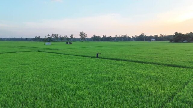 A lone person walking along narrow path in green rice field at sunset with open sky.