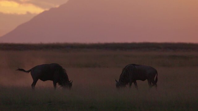 Wildebeest silhouetted against the warm sunset in Amboseli National Park, Kenya, creating a dramatic African safari scene across the open savanna.