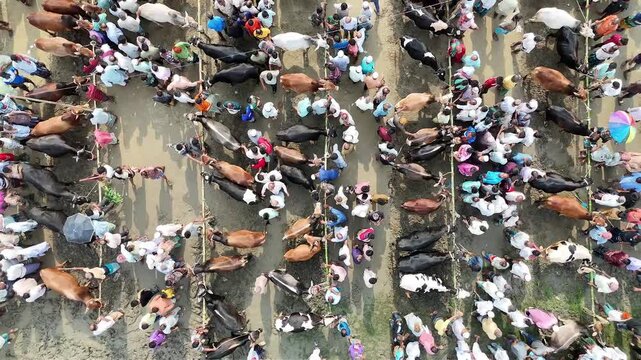 Aerial view of bustling livestock market with cattle and crowds in rural village drone perspective.