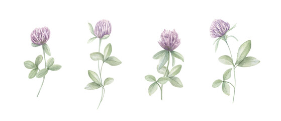 Obraz premium Clover stems with purple blossoms and trefoil leaves clip art. Watercolor illustration on isolated background. Botanical meadow design for wedding stationery, spring greeting cards, decor prints.