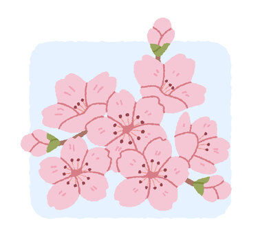 Blooming pink sakura cherry blossom flowers on soft blue background. Hand drawn vector illustration