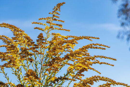 Close up of vibrant yellow goldenrod flowers in full bloom against clear blue sky, late summer wild flora and botany nature concept