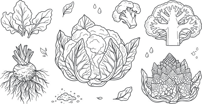 Fresh cauliflower and romanesco broccoli outline icon set featuring celeriac root leaves slice and organic vegetable illustrations