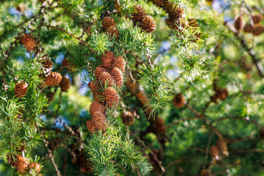 Close up of larch tree branch with small brown cones and bright green needles under summer sunlight, forestry and botany nature concept