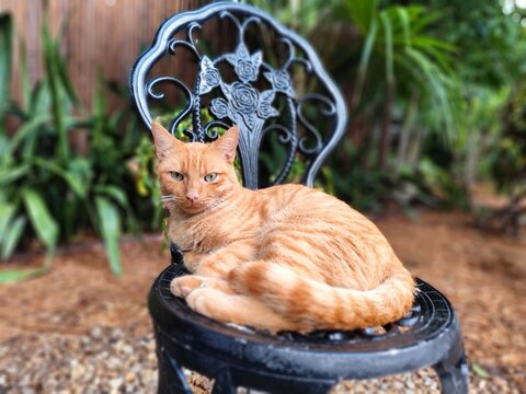 Ginger cat lying on a chair at Hemingway house, Key West, Florida, USA