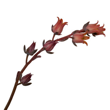 エケベリア（多肉植物）のオレンジ色の花 クローズアップ 背景透過素材
