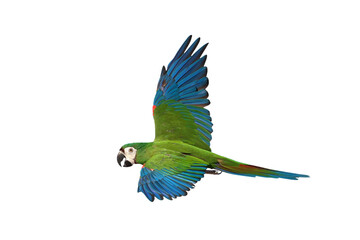 Chestnut-fronted macaw parrot flying isolated on transparent background png file © Passakorn
