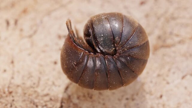Pill Millipede Uncurling and Crawling Across Sandy Ground in a Detailed Macro View, Showing Natural Defense Behavior and Small Animal Wildlife