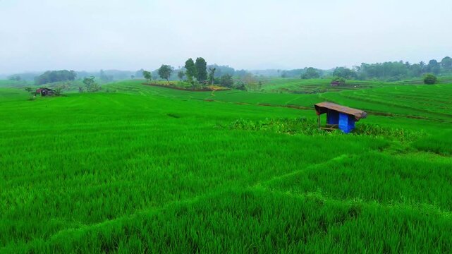 beauty morning light sunrise at paddy fields asia, Beautiful morning view in Indonesia, panoramic landscape of rice fields with mountain ranges and clear sky
