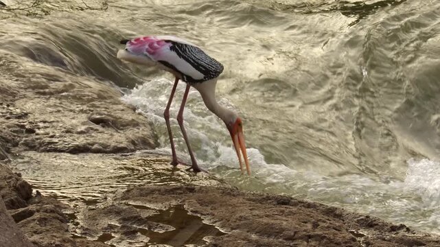 Painted Stork Hunting for Fish in Fast Flowing River Water. Exotic Colorful Long Legged Wading Bird Dipping Orange Bill in Rushing Stream Currents. Wild Avian Foraging behavior Stock Footage.