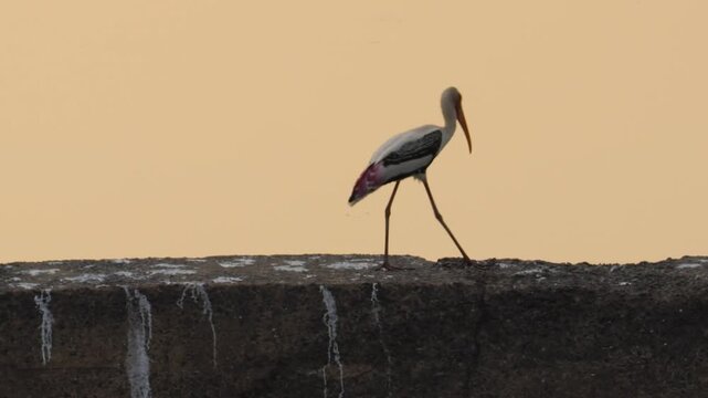 Painted Stork Walking on Concrete Wall at Sunset - Silhouette Wading Bird Stock Video