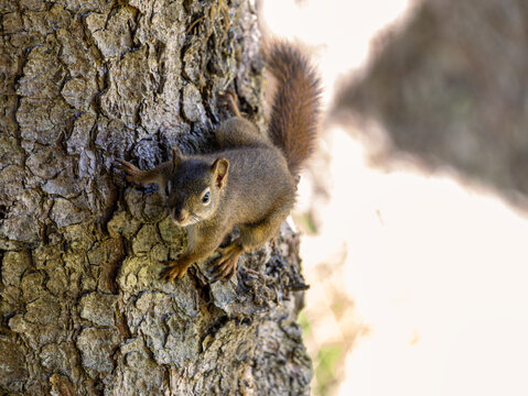 squirrel on a tree