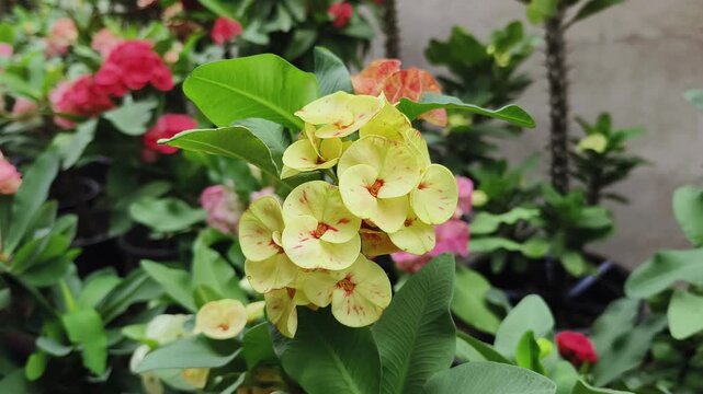 Yellow Euphorbia milii flowers in the garden beautiful nature.