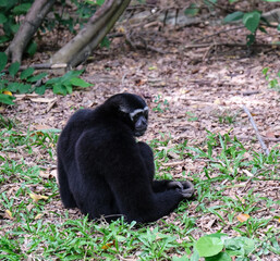 Fototapeta premium Black gibbon monkey sitting on grass