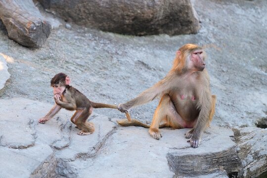 Mother monkey and baby monkey