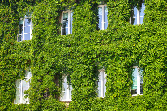 house facade completely covered with green plants, only windows visible through dense vegetation and ivy on building walls.