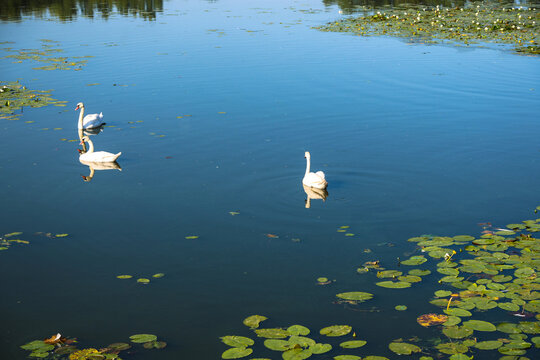 White swans swimming in murky blooming green pond water of a city park, elegant waterfowl birds in urban nature environment.