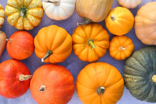 Pumpkin background made of different colorful varieties of pumpkins and squashes. Autumn backdrop.