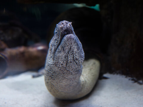 Beautiful moray eel in a marine aquarium