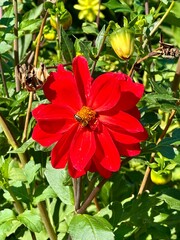 red hibiscus flower © Tetiana