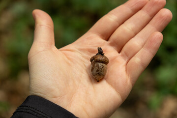 Small oak acorn lying on open human palm close up © Zarina Lukash