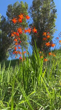 Orange-red crocosmia flowers sway in the sunlight, standing out against lush green foliage and a vivid blue sky.