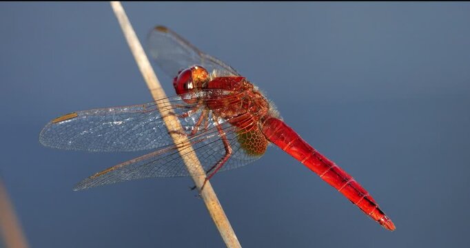 Scarlet dragonfly (Crocothemis erythraea), Provence, Southern France
