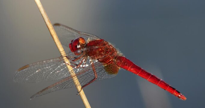Scarlet dragonfly (Crocothemis erythraea), Provence, Southern France