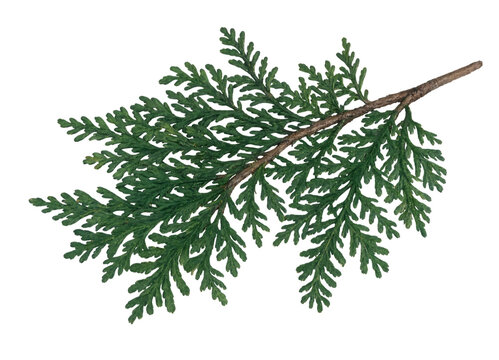 Evergreen branch with delicate foliage in diffused natural light against a plain surface