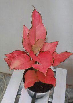 Calladium red autumn leaves